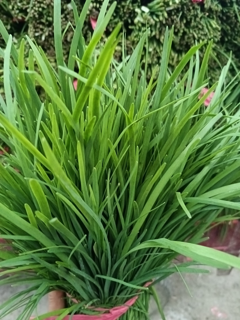 商丘本地大棚韭菜大量现货，质量保证，一手货源，代发全国