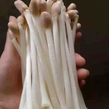 花生芽