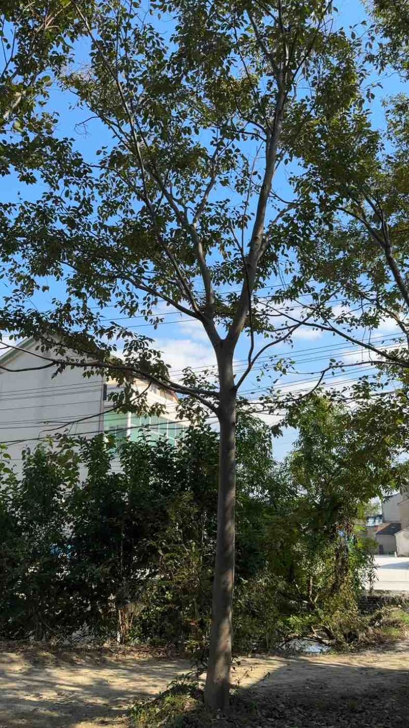 各种尺寸树形榉树