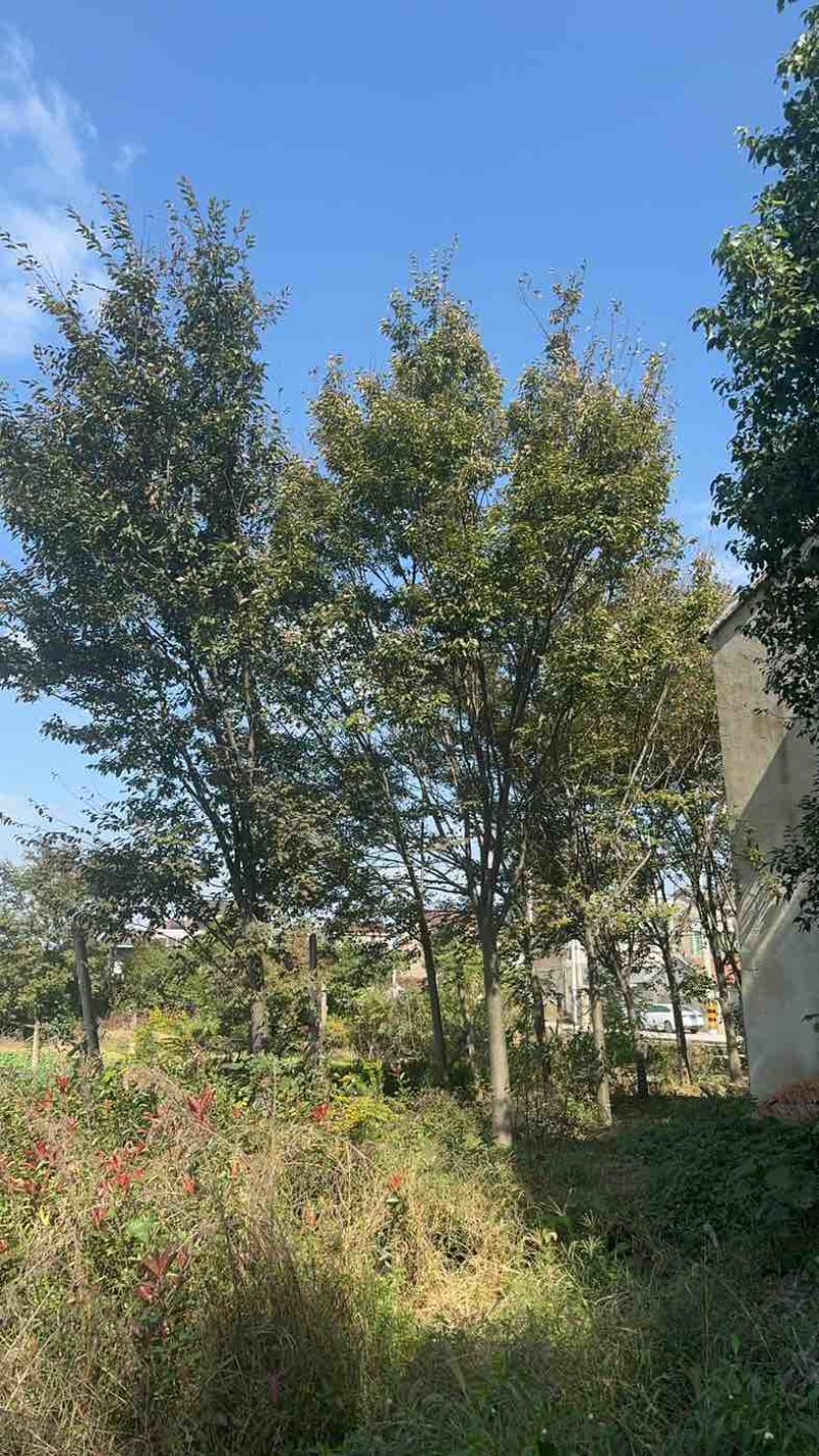 各种尺寸树形榉树