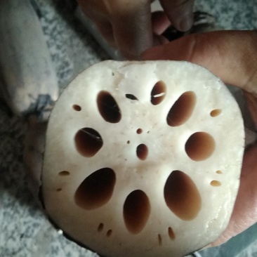 白玉簪1号莲藕没扯藕带
