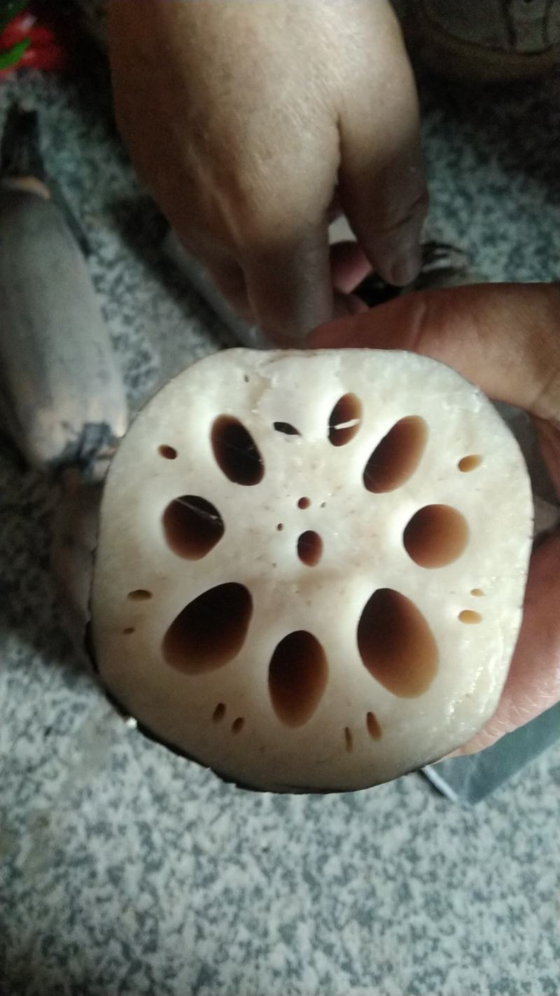 白玉簪1号莲藕没扯藕带