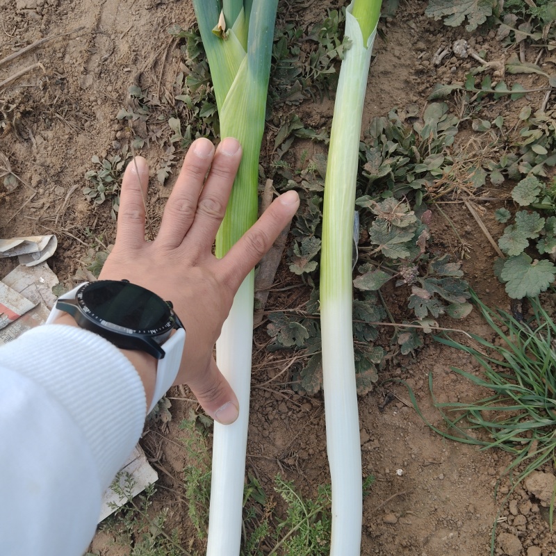 白长不空心小叶子