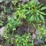 野生猫爪草苗，*************