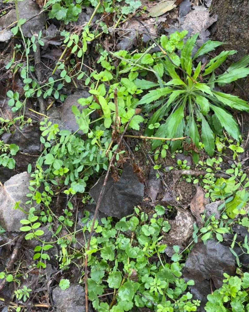 野生猫爪草苗，*************
