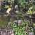 野生猫爪草苗，*************