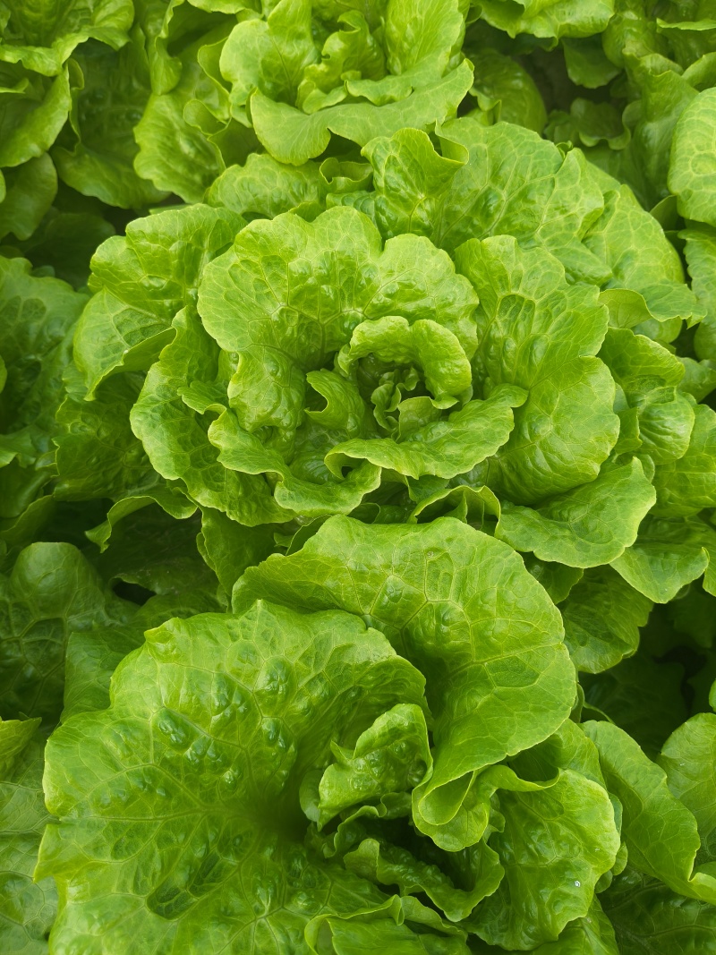 精品生菜