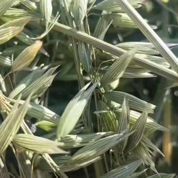 优质燕麦草，需要联系