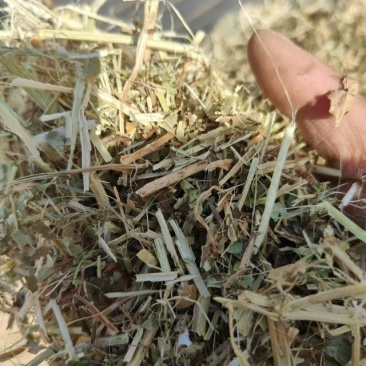优质花生秧