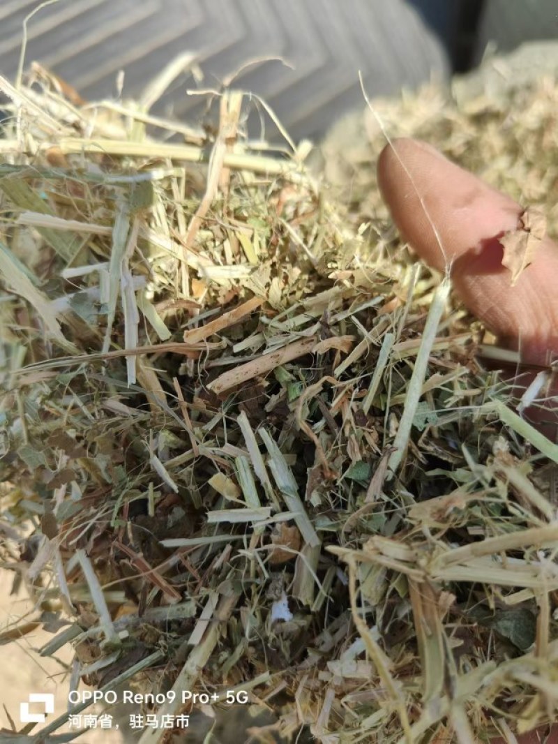 优质花生秧