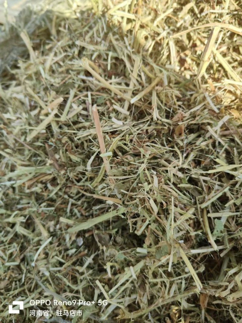 优质花生秧
