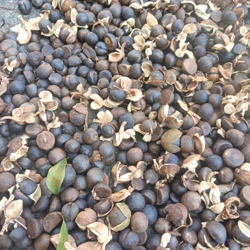 贵州野生小籽，品质好含油量高25/26