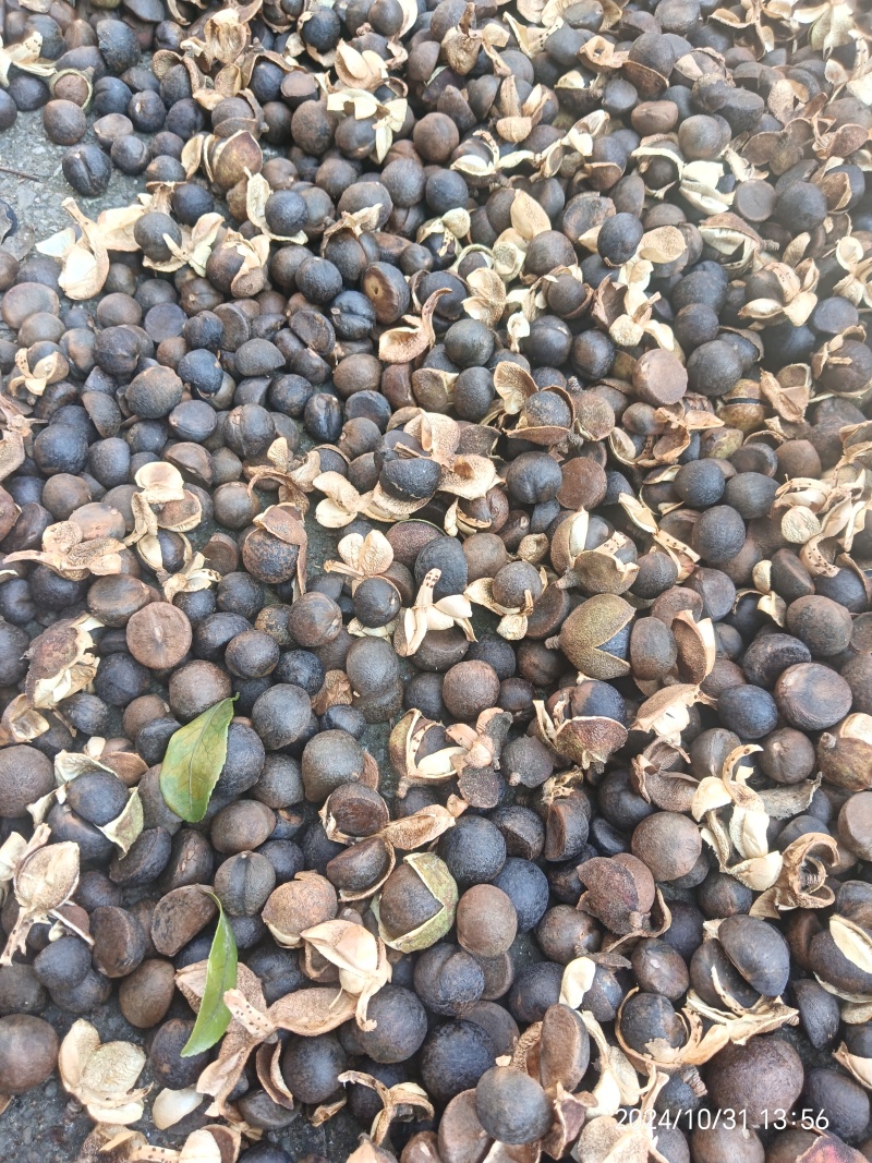 贵州野生小籽，品质好含油量高25/26