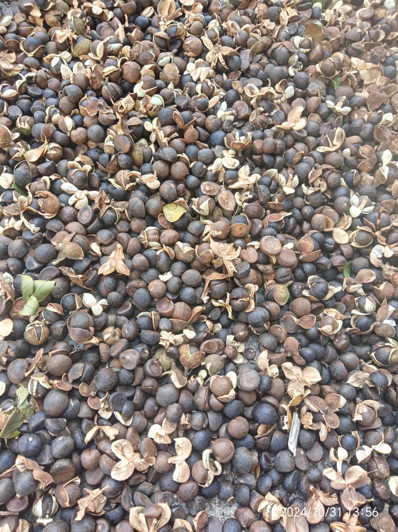 贵州野生小籽，品质好含油量高25/26