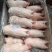15-17根猪蹄尖20-23根猪蹄尖