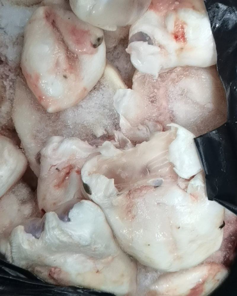 江团鱼鱼泡