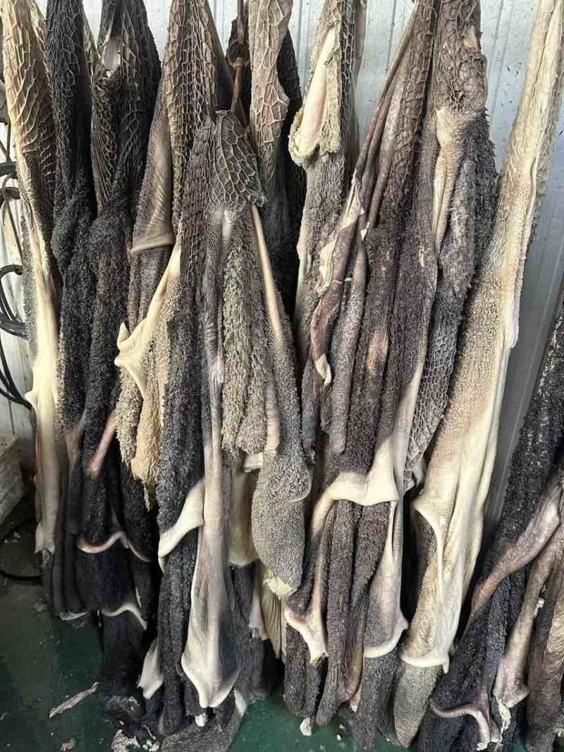 免洗牛肚