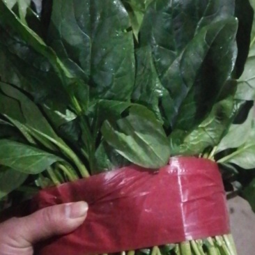 打捆菠菜