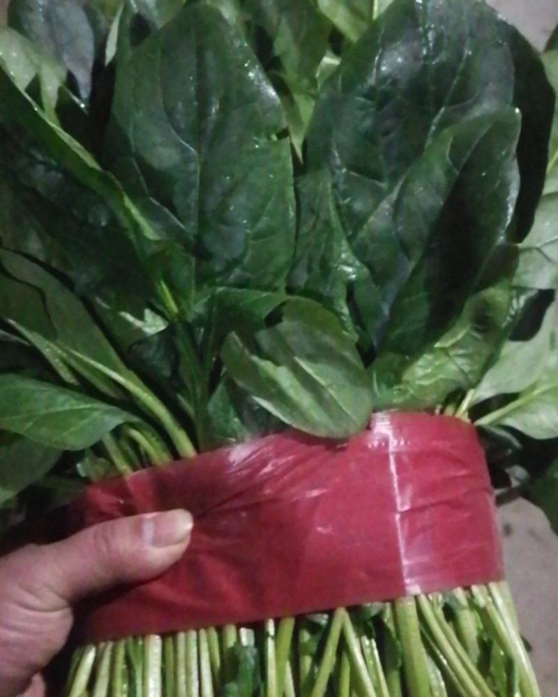打捆菠菜