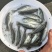 加州鲈鱼苗