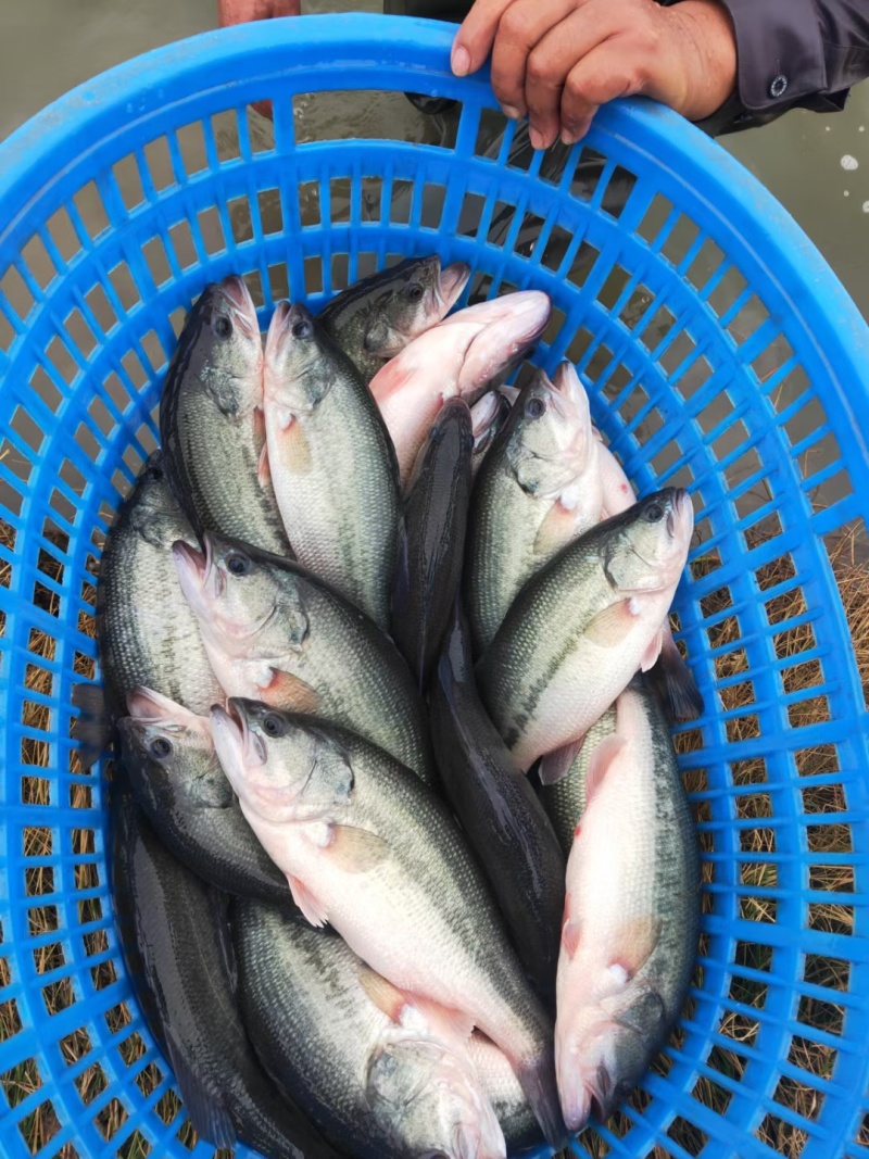 加州鲈鱼苗