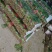 精品菠菜长25-28