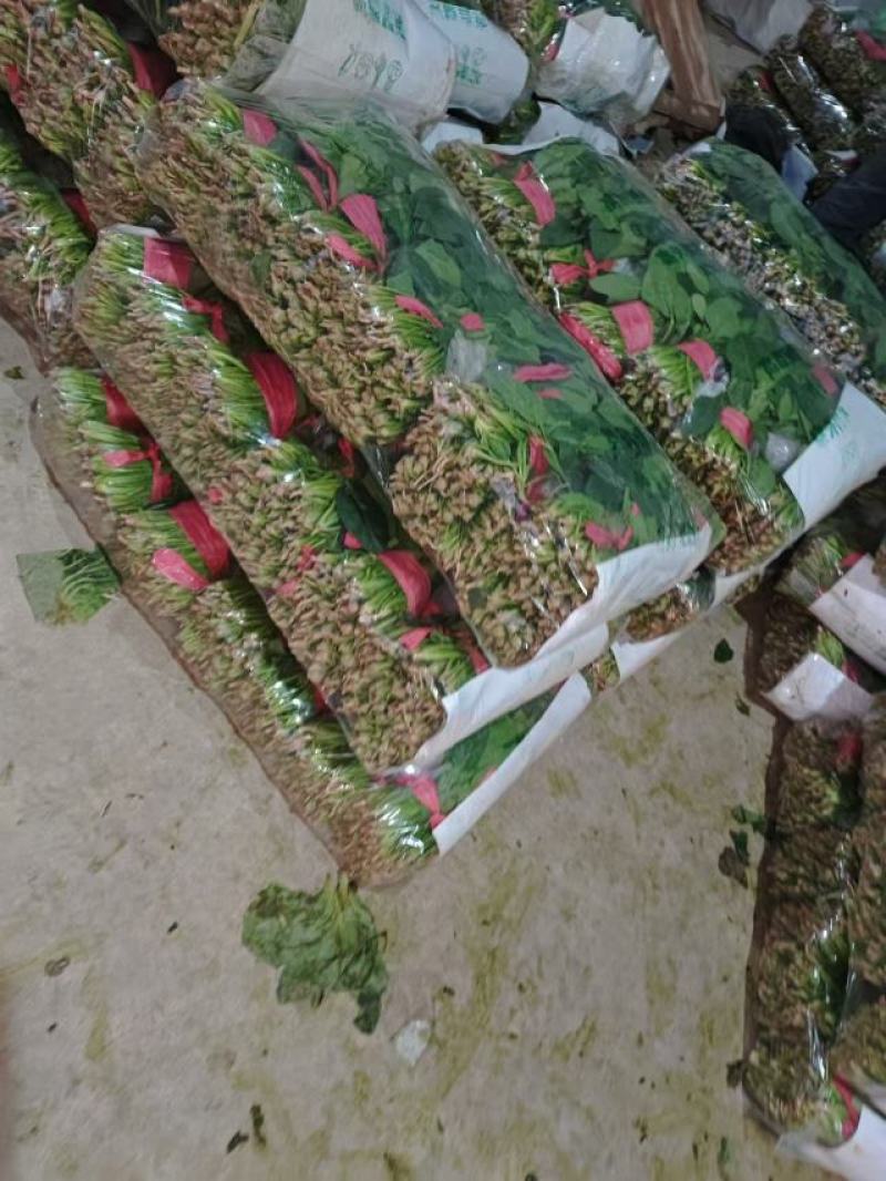精品菠菜长25-28