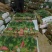 精品菠菜长25-28