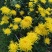 鲜菊花