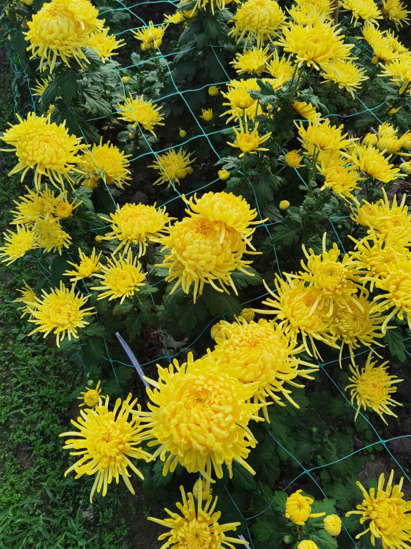 鲜菊花