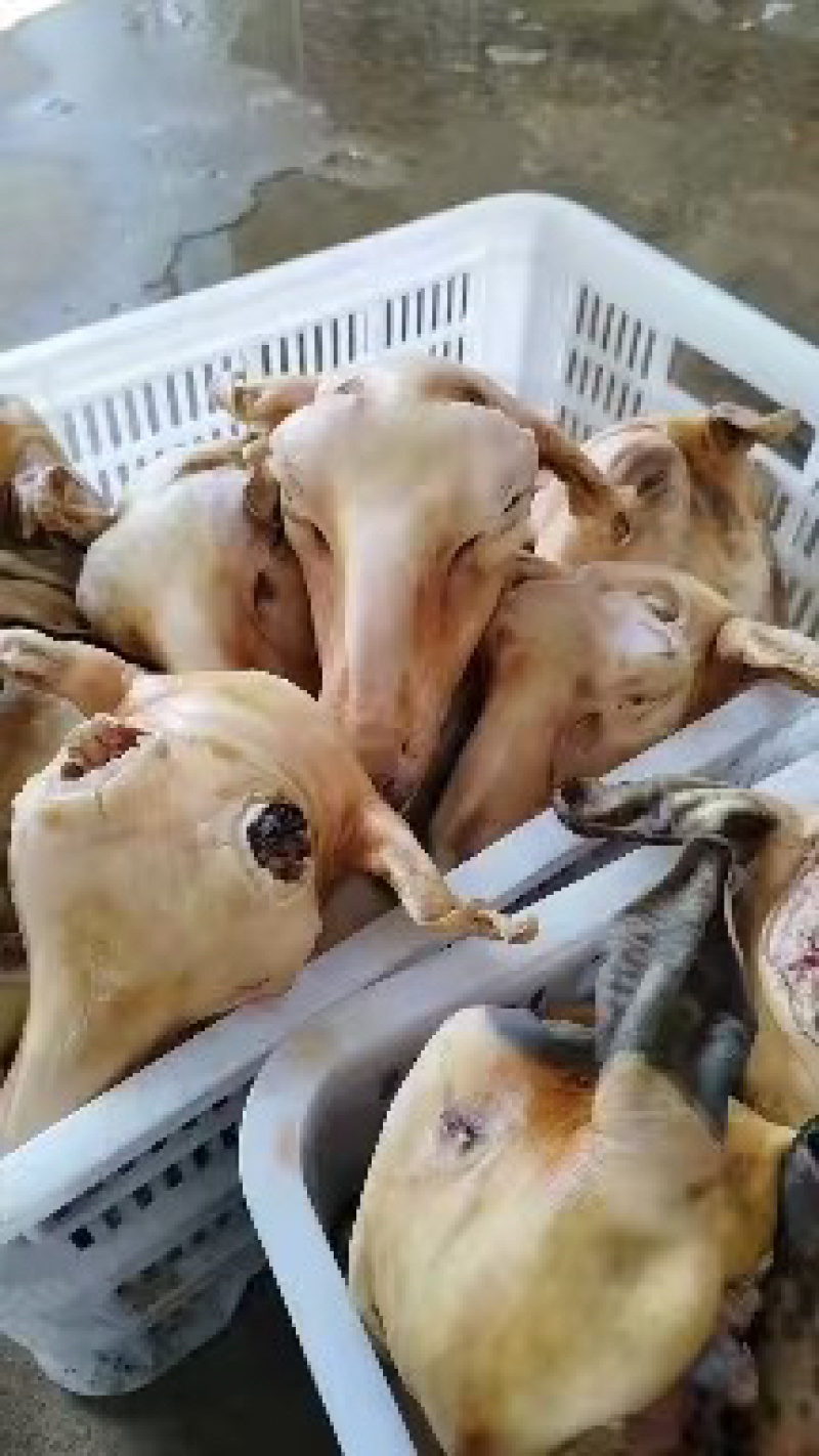 火烧羊头