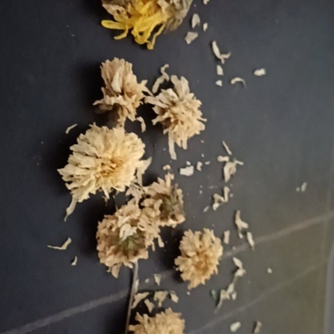 怀菊花