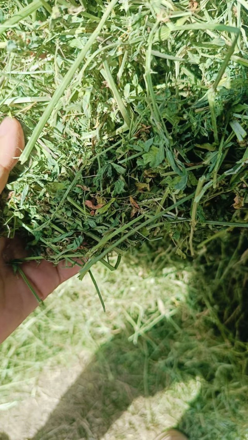 优质苜蓿草，水分干，蛋白高，无霉变
