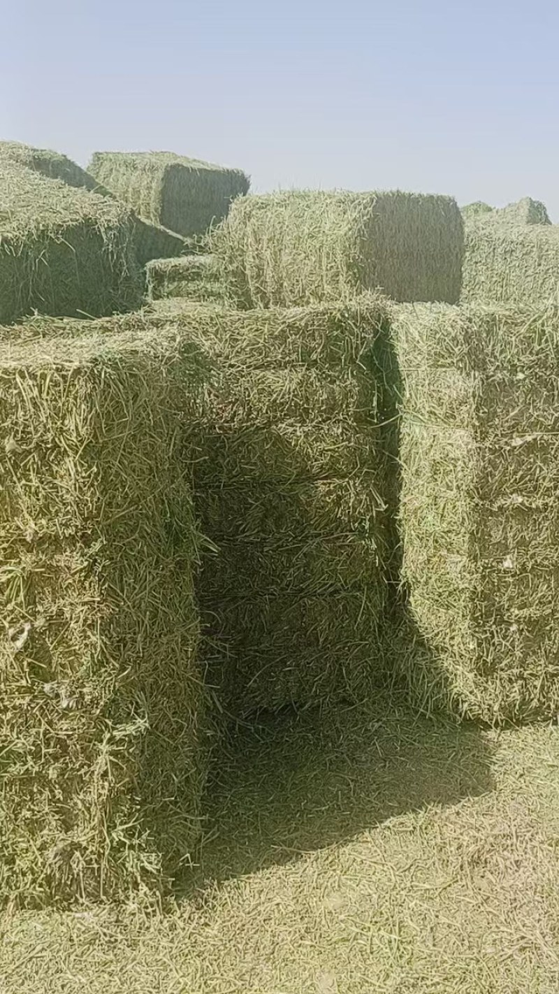 优质苜蓿草，水分干，蛋白高，无霉变