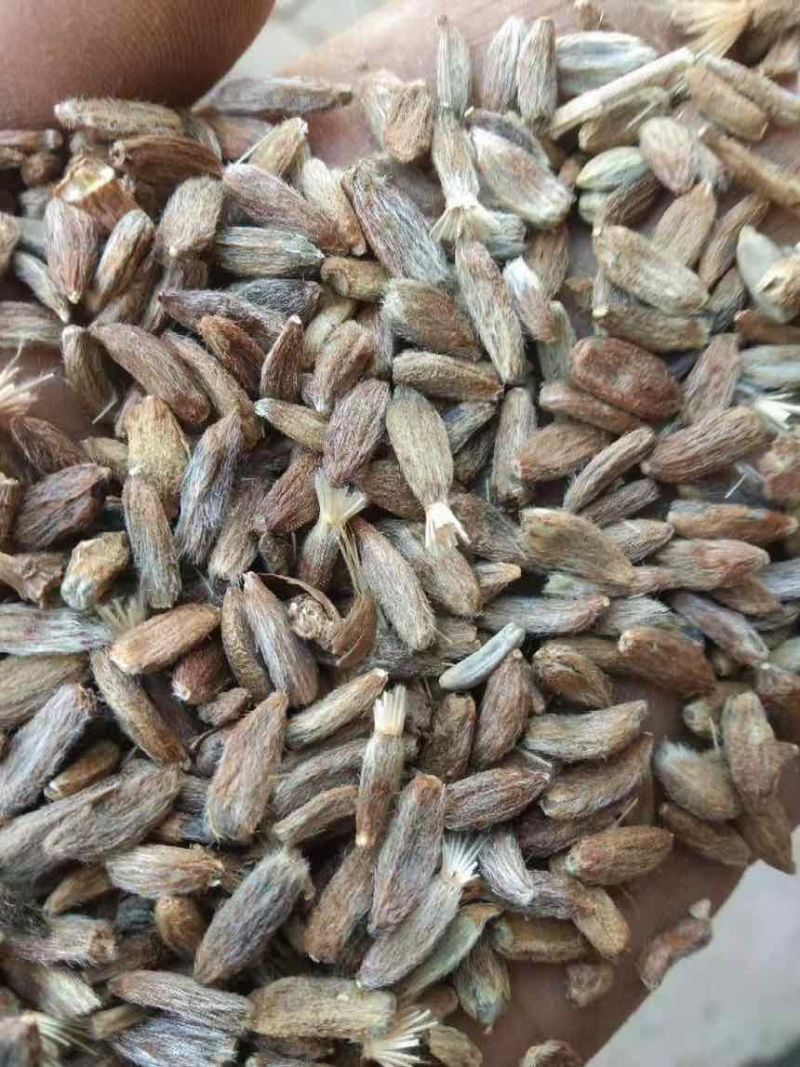 白术种子，精品