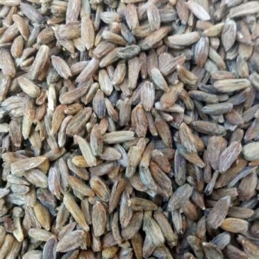 白术种子，精品
