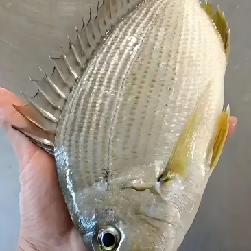 黄翅鱼2-3两