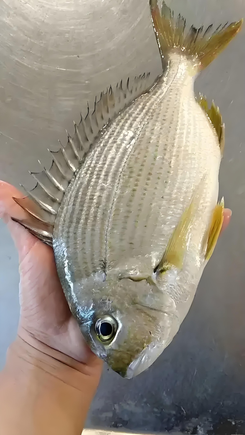 黄翅鱼2-3两