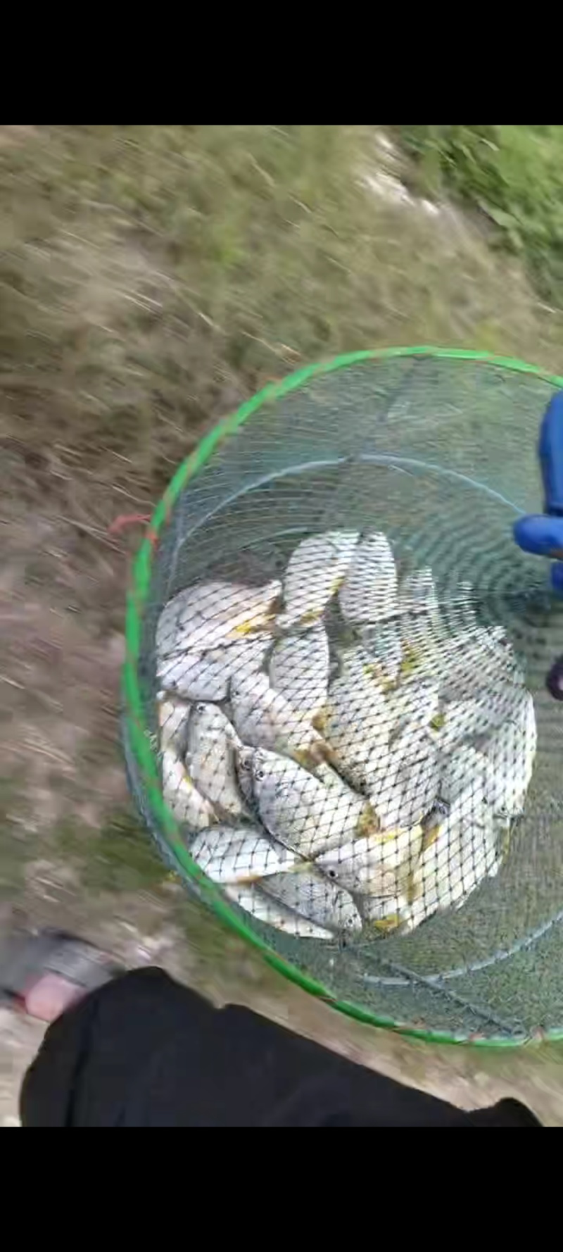 黄翅鱼2-3两