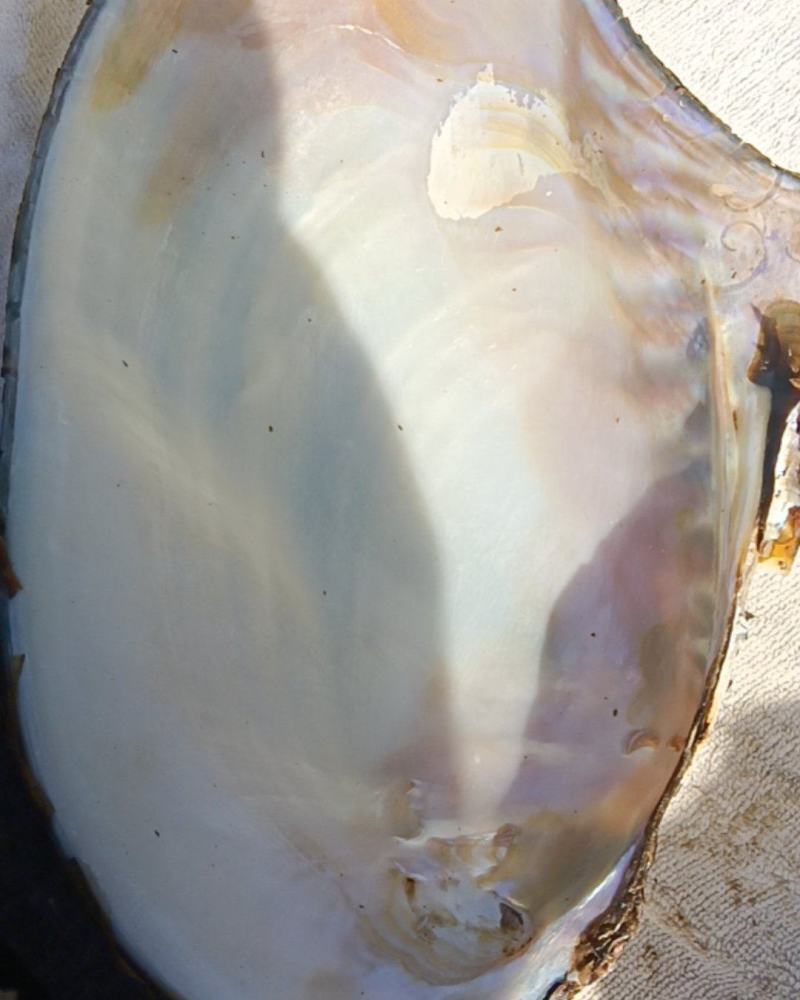 河蚌壳（现货）
