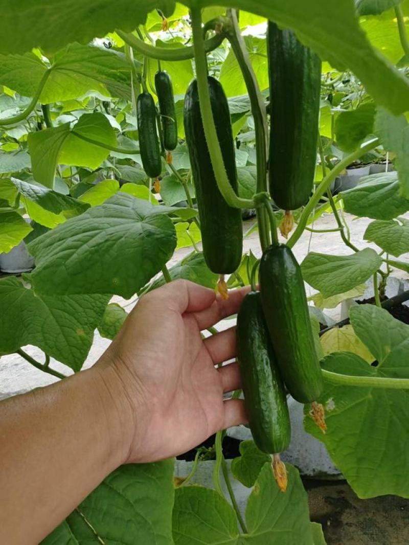 18斤泡沫箱装
