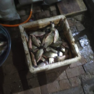 鲫鱼