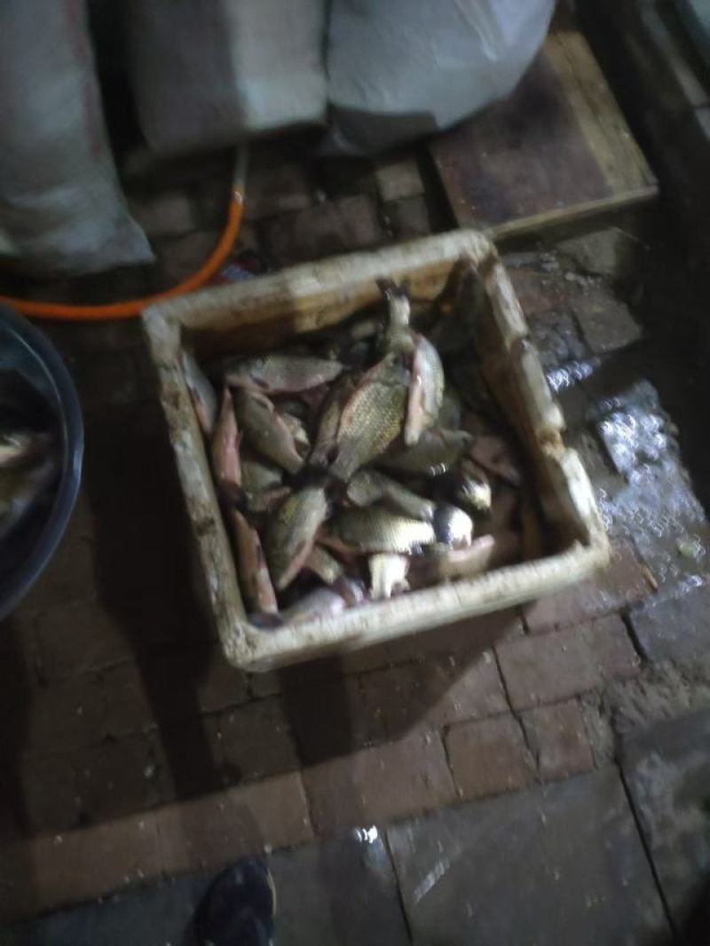 鲫鱼