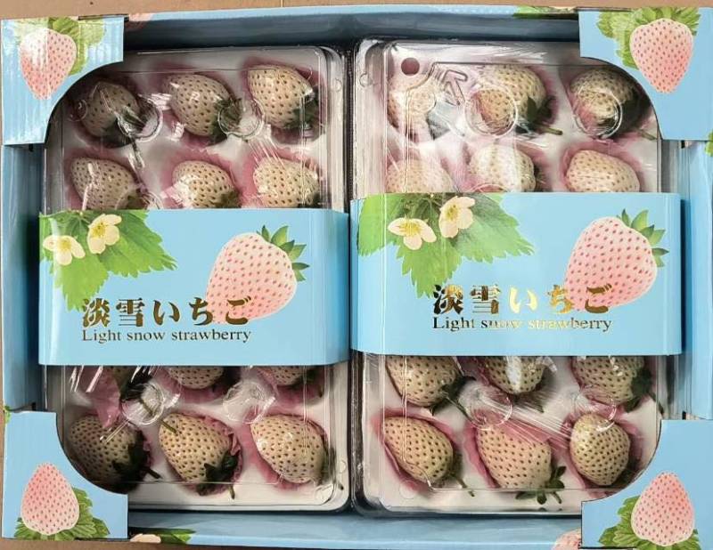 丹东奶油草莓，批发对接商超全国发货