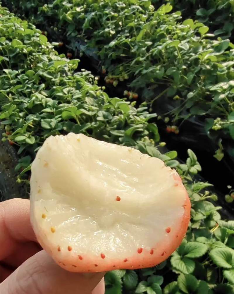 丹东奶油草莓，批发对接商超全国发货