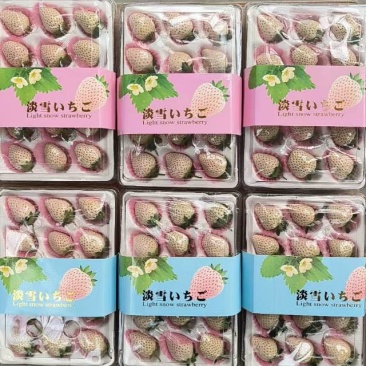 丹东奶油草莓，批发对接商超全国发货