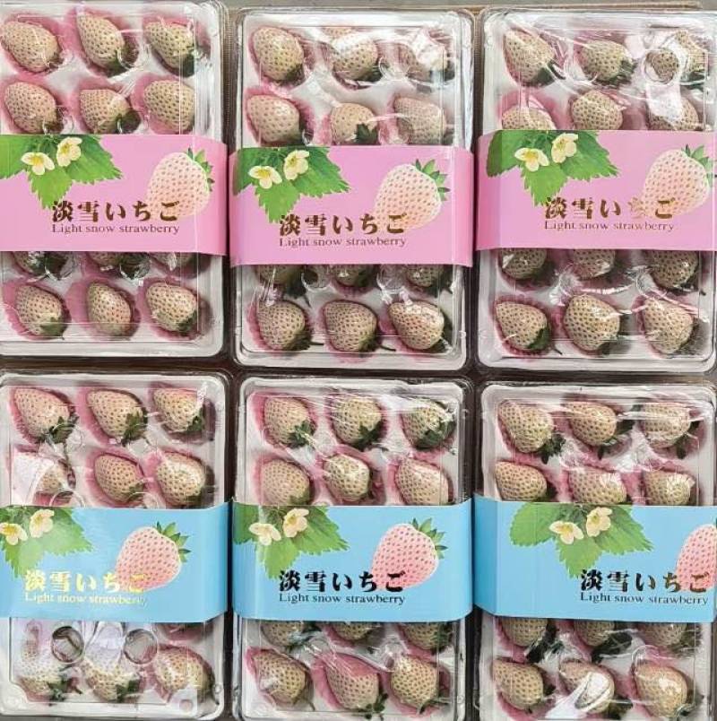 丹东奶油草莓，批发对接商超全国发货