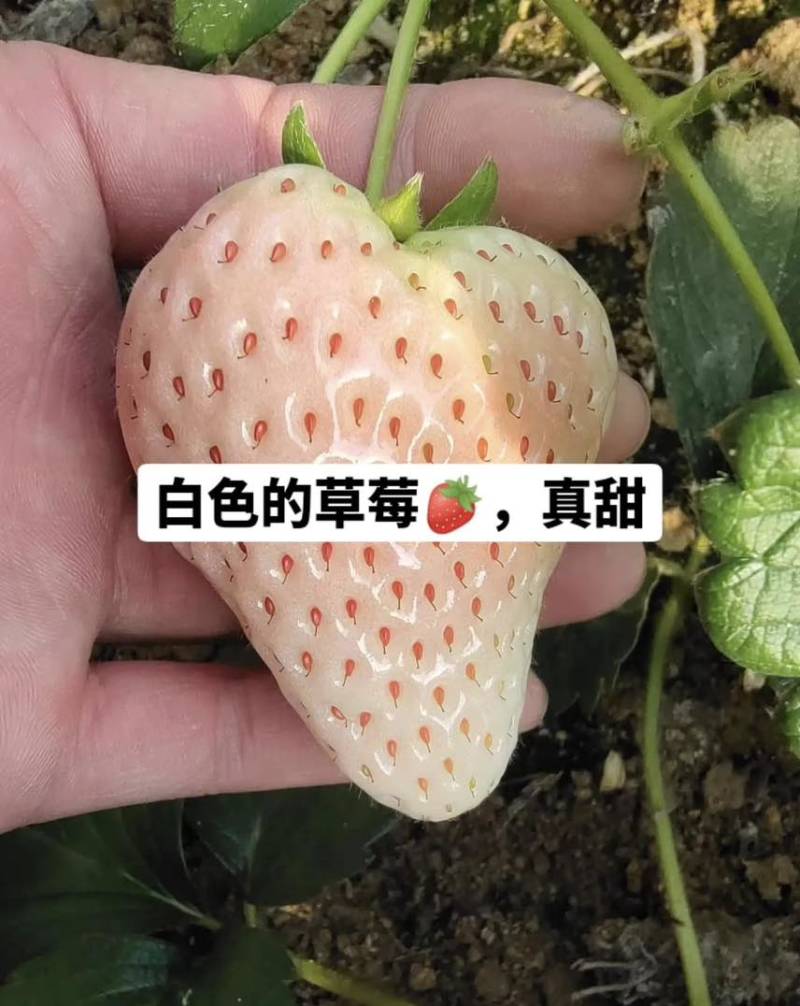 丹东奶油草莓，批发对接商超全国发货