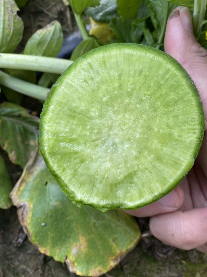 天星二号水果萝卜，脆甜多汁口感**好