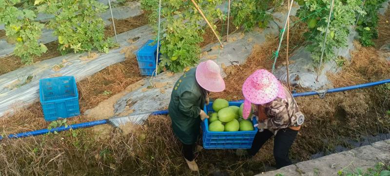 香芋冬瓜平均3-3.5斤个